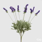 Lavanda EDG Cespuglio 10 Rami Fioriti  52 cm.