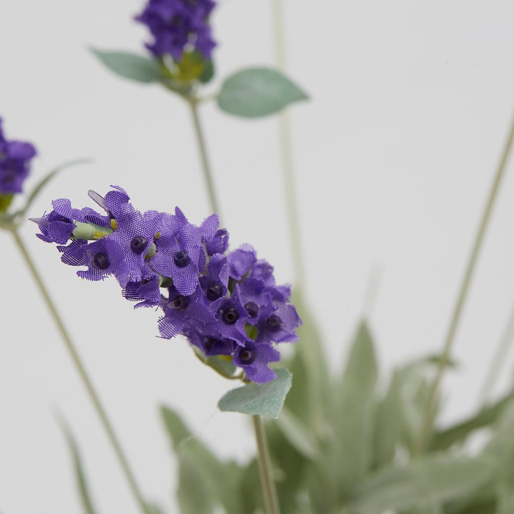 Lavanda EDG Cespuglio 10 Rami Fioriti  52 cm.