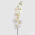 Orchidea Phalenopsis EDG Ramo 81 cm.