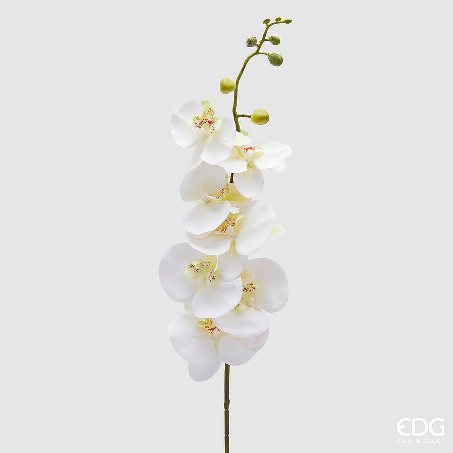 Orchidea Phalenopsis EDG Ramo 81 cm.