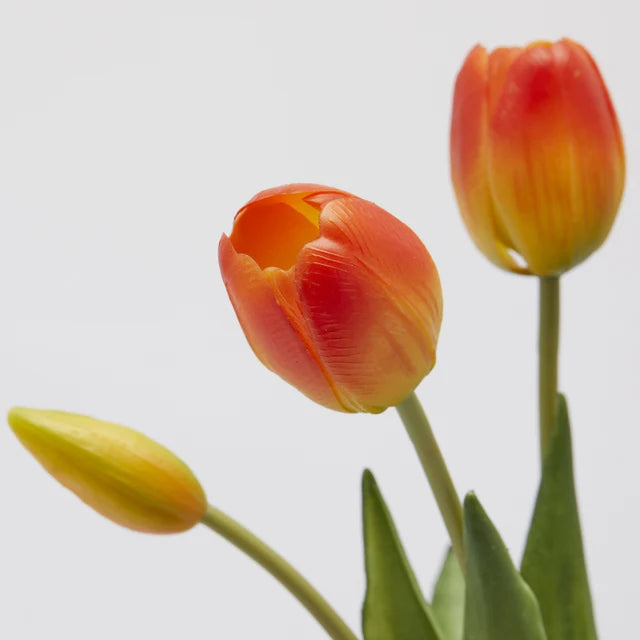 Tulipani EDG Mazzo da 5 con Foglie 40 cm.