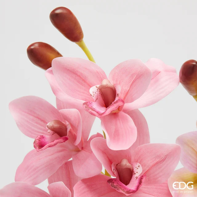 Orchidea Cymbidium EDG Ramo 80 cm.