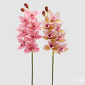 Orchidea Cymbidium EDG Ramo 80 cm.