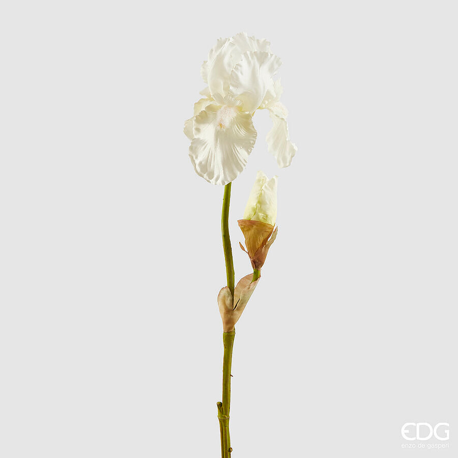 Iris EDG Ramo con Boccio 85 cm.