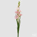 Gladiolo EDG Ramo con 5 Fiori 90 cm.