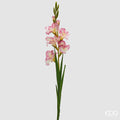 Gladiolo EDG Ramo con 5 Fiori 90 cm.