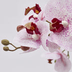 Orchidea Phanlenopsys EDG con Vaso 72,5 cm.