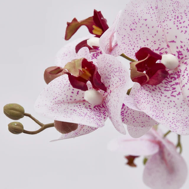 Orchidea Phanlenopsys EDG con Vaso 72,5 cm.