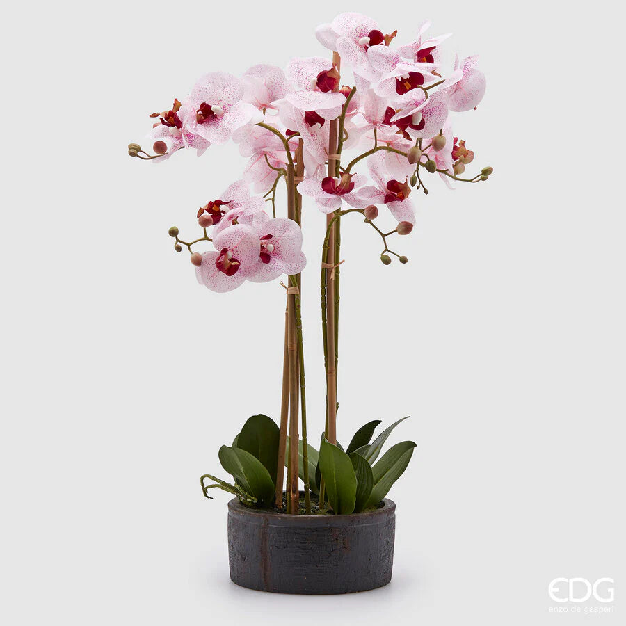 Orchidea Phanlenopsys EDG con Vaso 72,5 cm.
