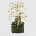 Orchidea Phanlenopsys EDG con Zolla 90 cm.
