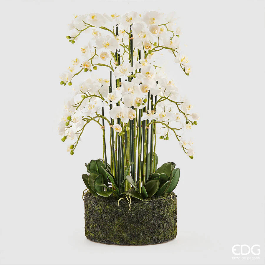 Orchidea Phanlenopsys EDG con Zolla 90 cm.