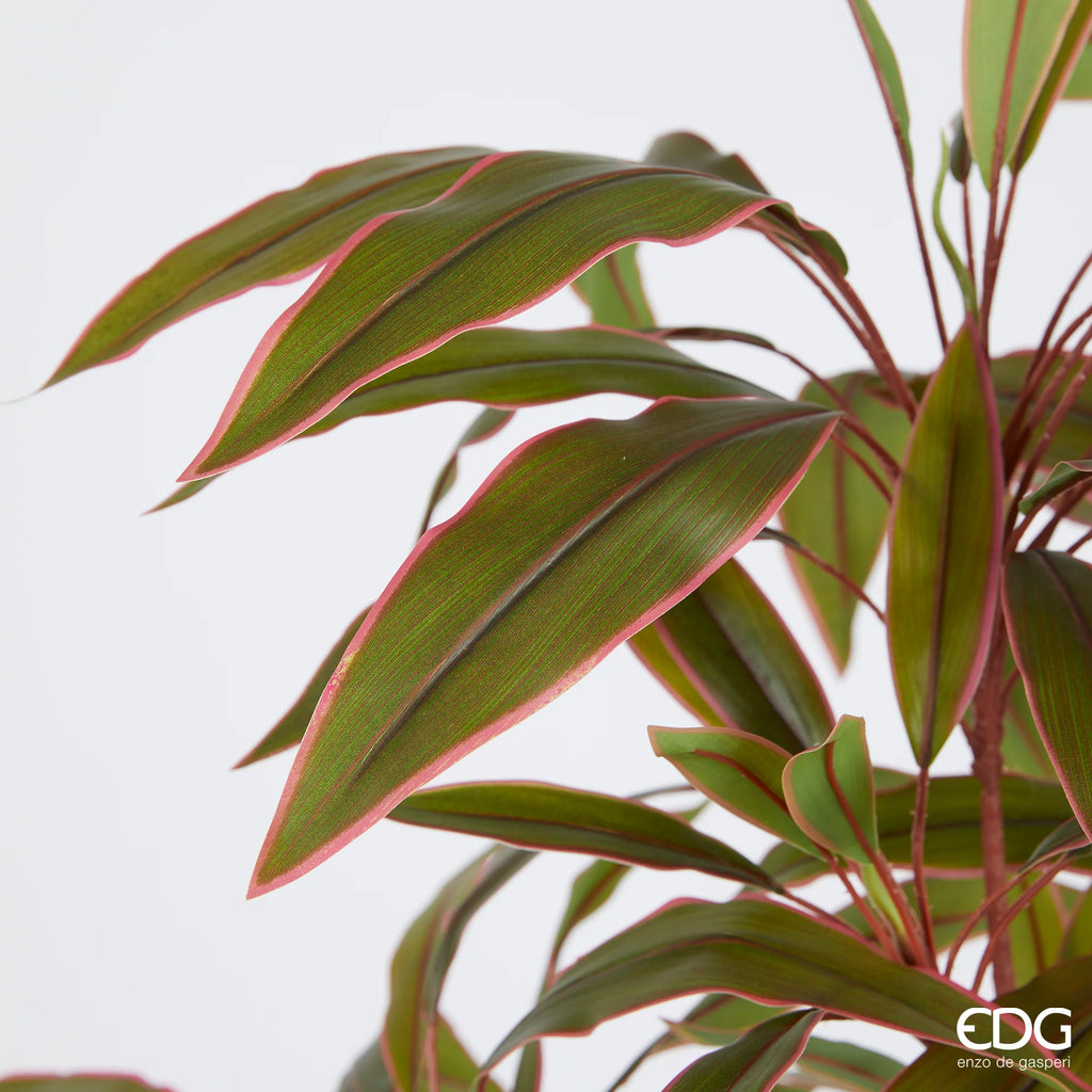 Dracena con Vaso EDG 120 cm.