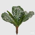 Ficus Lyrata EDG Cespuglio con 7 Foglie  70 cm.