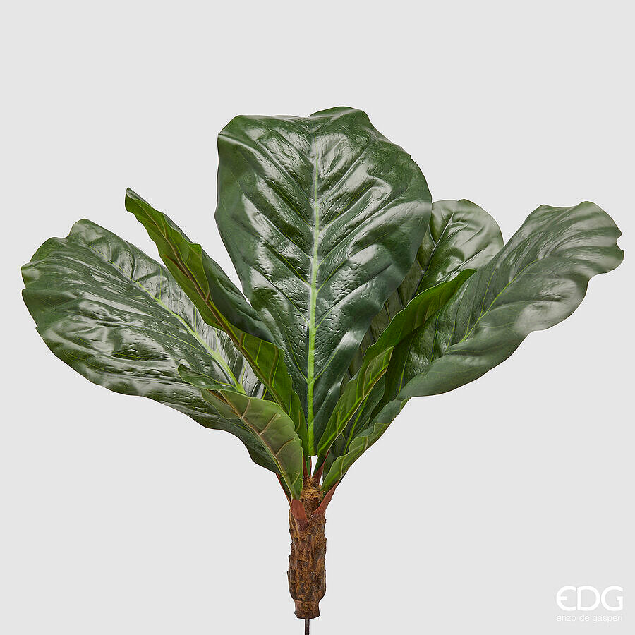 Ficus Lyrata EDG Cespuglio con 7 Foglie  70 cm.