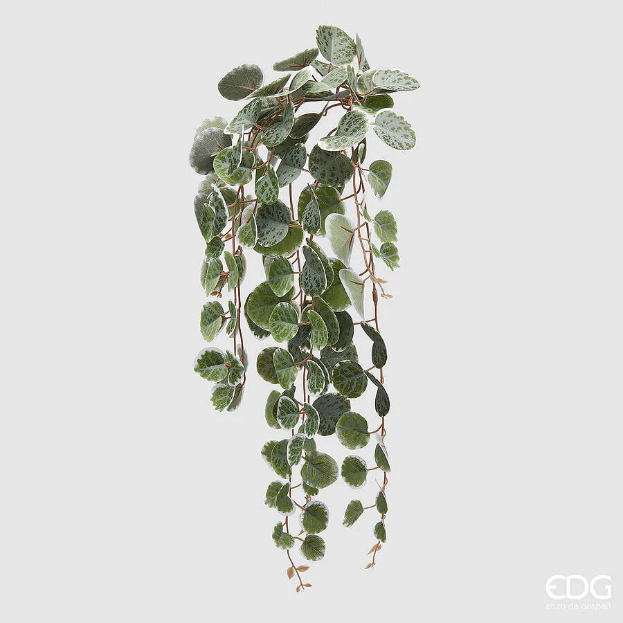 Ceropegia Cadente EDG Mazzo 47 cm.