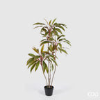 Dracena con Vaso EDG 120 cm.