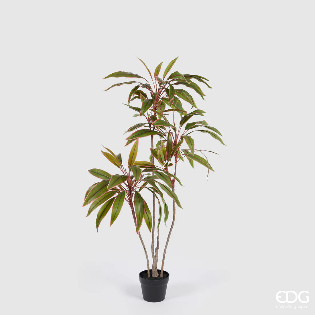 Dracena con Vaso EDG 120 cm.