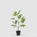 Acero Palmatum EDG con Vaso 67 cm.