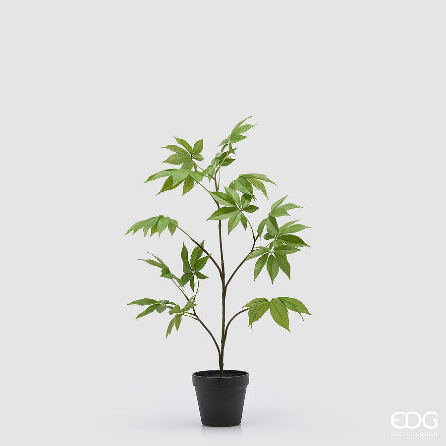 Acero Palmatum EDG con Vaso 67 cm.
