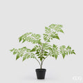 Koelreuteria Paniculata EDG con Vaso 60 cm.