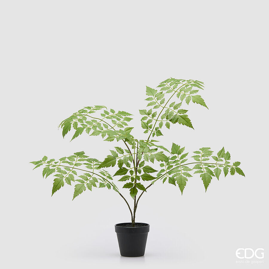 Koelreuteria Paniculata EDG con Vaso 60 cm.