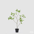 Corynocarpus EDG con Vaso 73 cm.