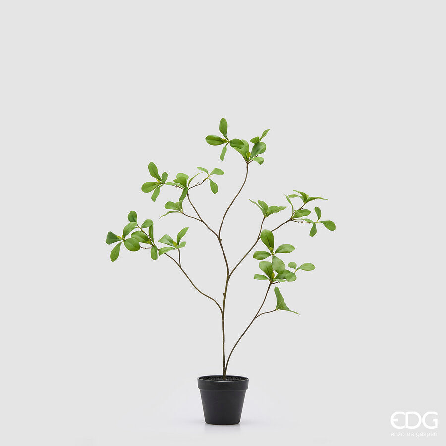 Corynocarpus EDG con Vaso 73 cm.