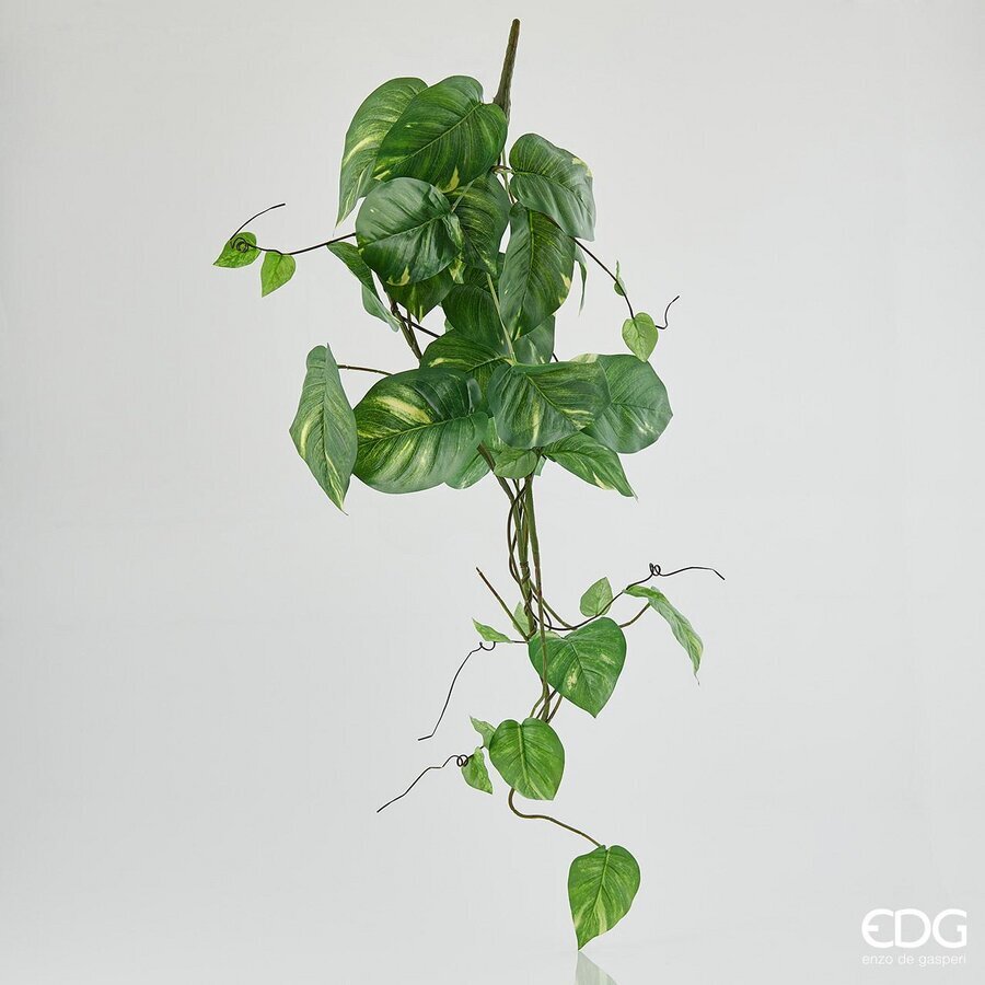 Potus EDG Cespuglio Cadente 38 Foglie 122 cm.