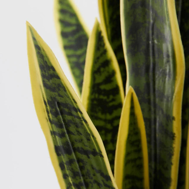Sanseveria con Vaso West EDG 105 cm.