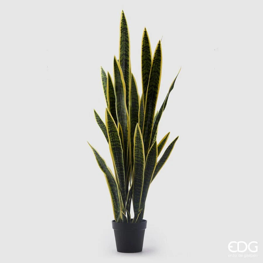 Sanseveria con Vaso West EDG 105 cm.