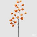 EDG Enzo De Gasperi Alchechengi Ramo Arancione H 100 cm.
