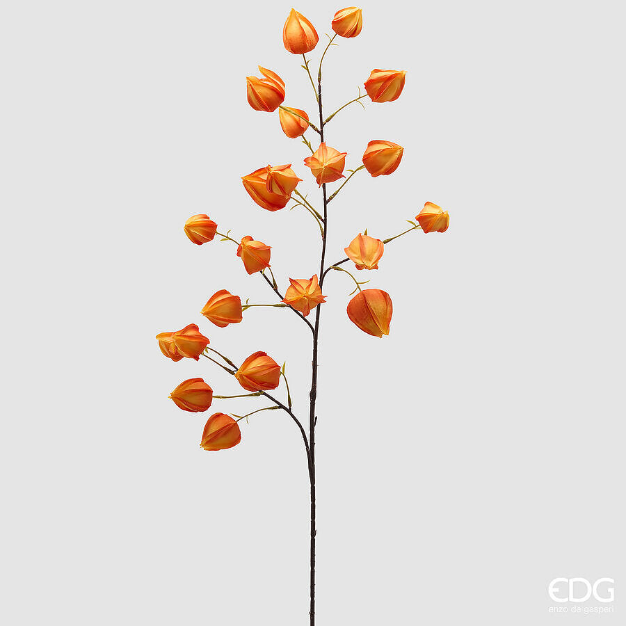 EDG Enzo De Gasperi Alchechengi Ramo Arancione H 100 cm.