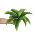 EDG Aloe Real Touch Pianta Artificiale H. 25 cm. D. 33 cm.