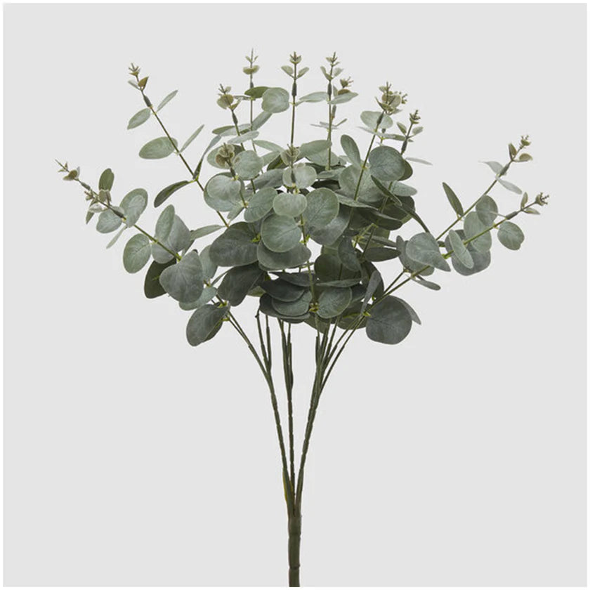 Eucalipto EDG Cespuglio 16 Rami 50 cm.