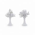Decoro Corallo Anemone Collection - catalogo sfondo bianco
