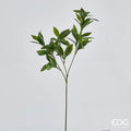Alloro EDG Ramo 70 cm.