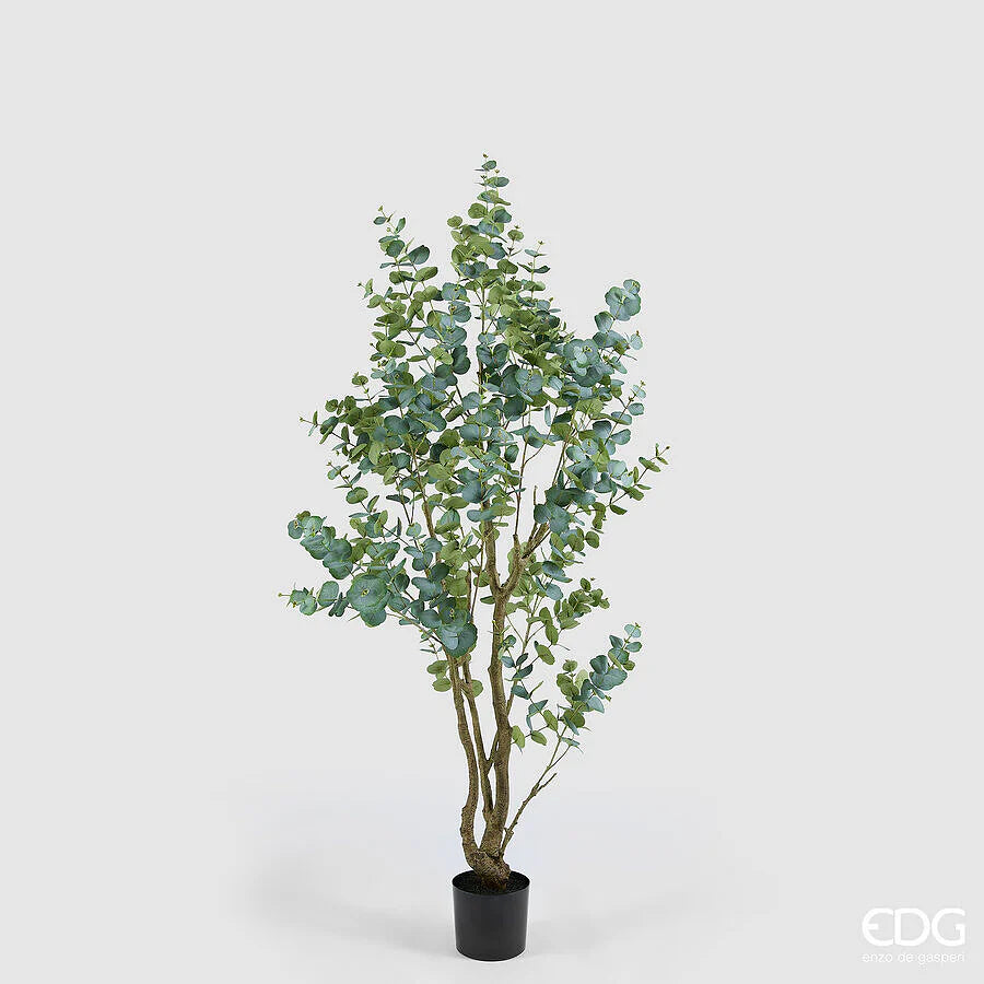 Eucalipto con Vaso EDG Vogue Collection 210 cm.