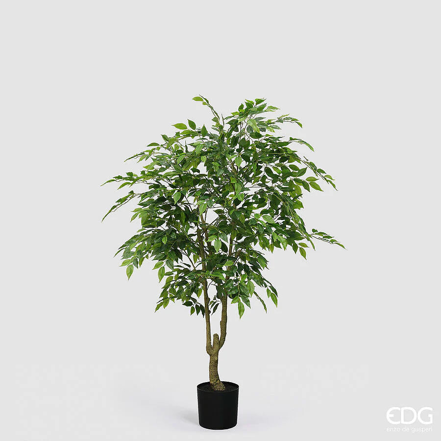 Ficus Beniamino con Vaso EDG Vogue Collection 156 cm.