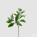 Ligustro EDG Ramo 73 cm.