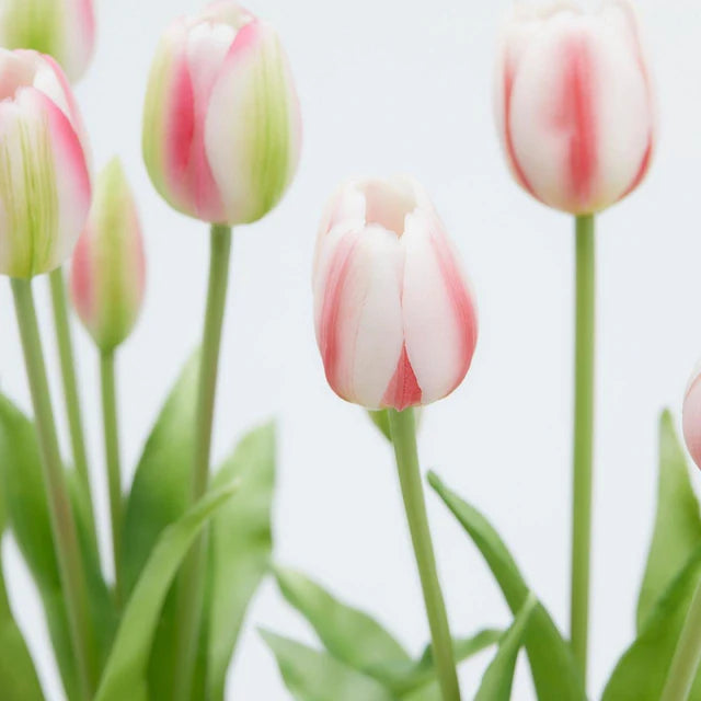 Tulipani EDG Mazzo da 5 con Foglie 40 cm.