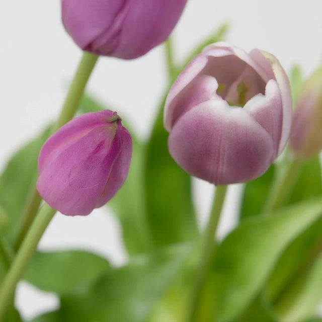 Tulipani EDG Mazzo da 5 con Foglie 40 cm.