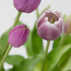 Tulipani EDG Mazzo da 5 con Foglie 40 cm.