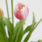 Tulipani EDG Mazzo da 5 con Foglie 40 cm.