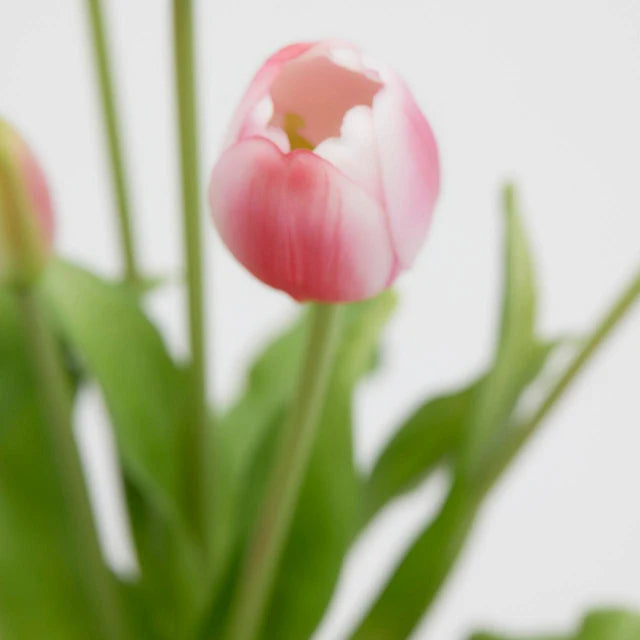 Tulipani EDG Mazzo da 5 con Foglie 40 cm.