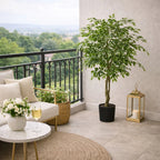 Ficus Beniamino con Vaso EDG Vogue Collection 156 cm.