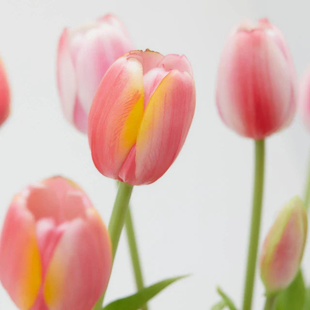 Tulipani EDG Mazzo da 5 con Foglie 40 cm.