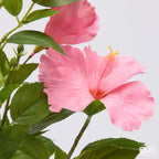Hibiscus EDG Ramo 4 Fiori con Foglie 90 cm.