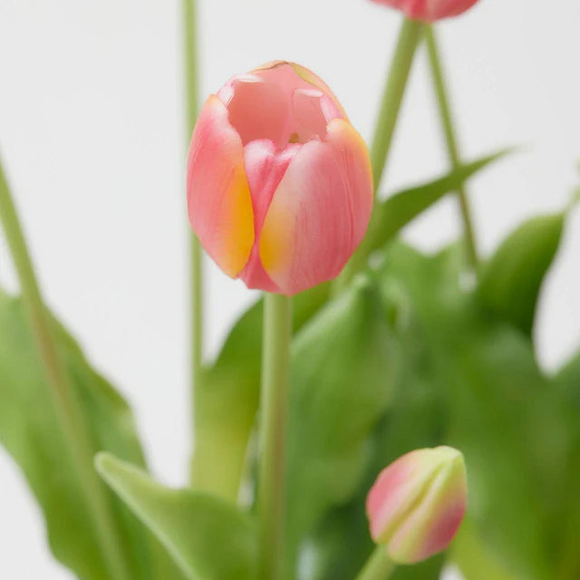 Tulipani EDG Mazzo da 5 con Foglie 40 cm.