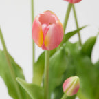 Tulipani EDG Mazzo da 5 con Foglie 40 cm.