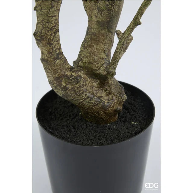 Eucalipto con Vaso EDG Vogue Collection 190 cm.